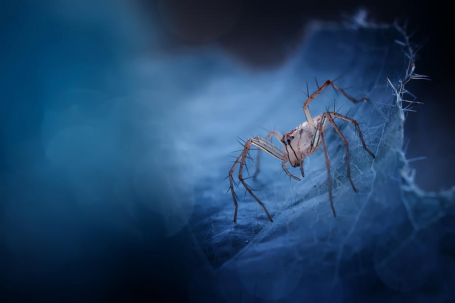 Spider Photograph - Blue World Spider by Fauzan Maududdin