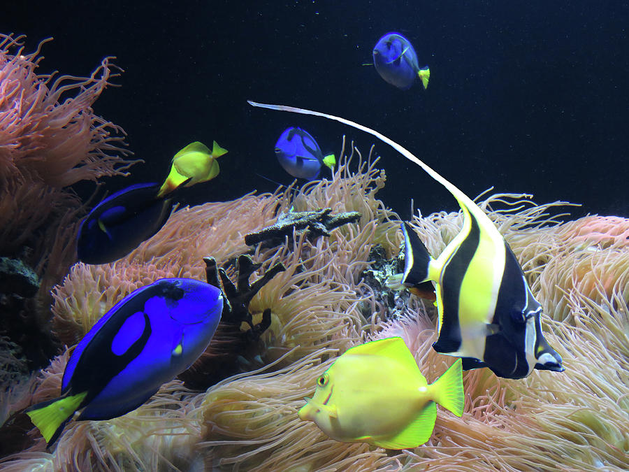 Blue Yellow and Angel Fish Photograph by Helaine Cummins