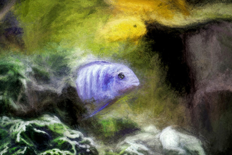 Blue Zebra Cichlid Fish Art Digital Art by Don Northup