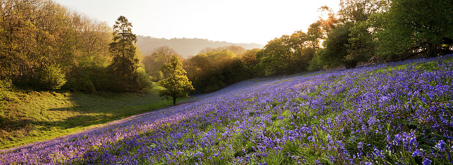 Bluebell Field Minterne Magna Dorset By Simon J Byrne