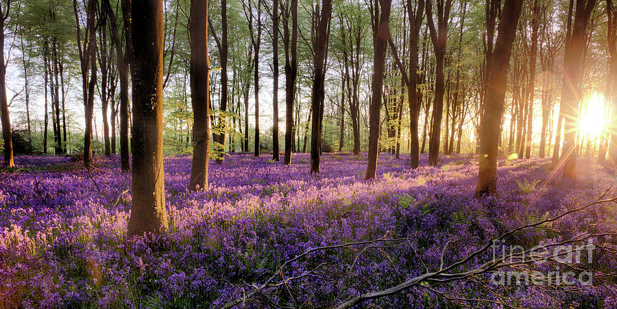 Bluebell forest alive at sunrise Photograph by Simon Bratt