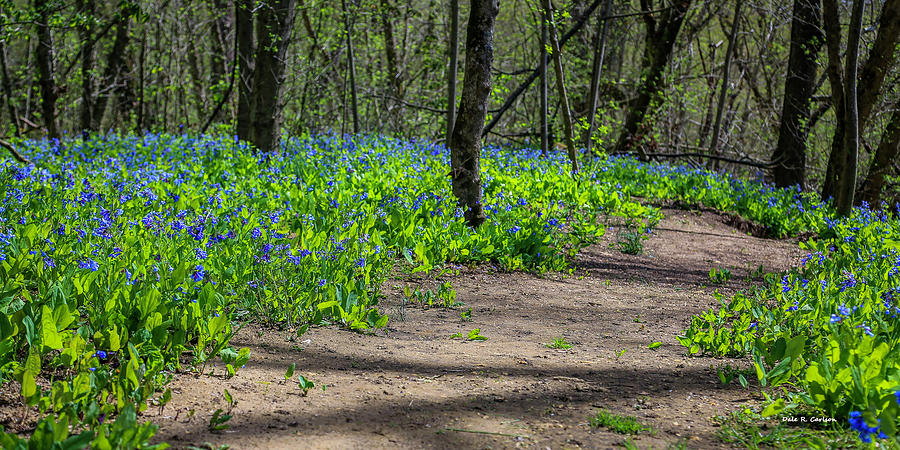 Bluebell Island Photograph by Dale R Carlson