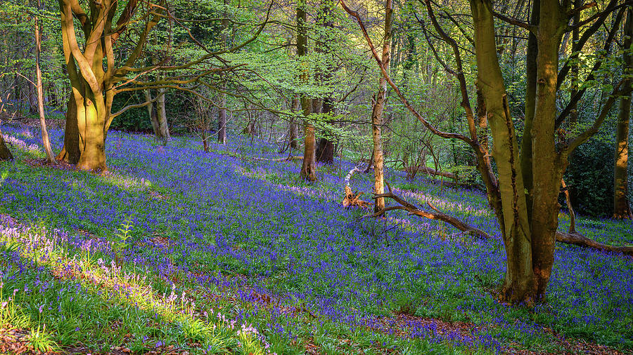 Bluebell Wood At Morpeth Photograph
