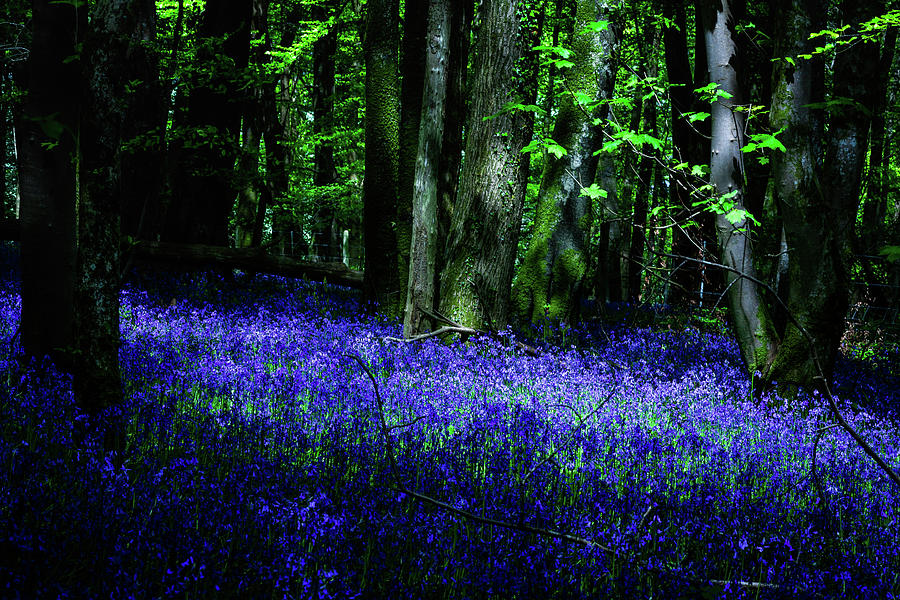 Bluebell Wood Devon Photograph by Maggie Mccall