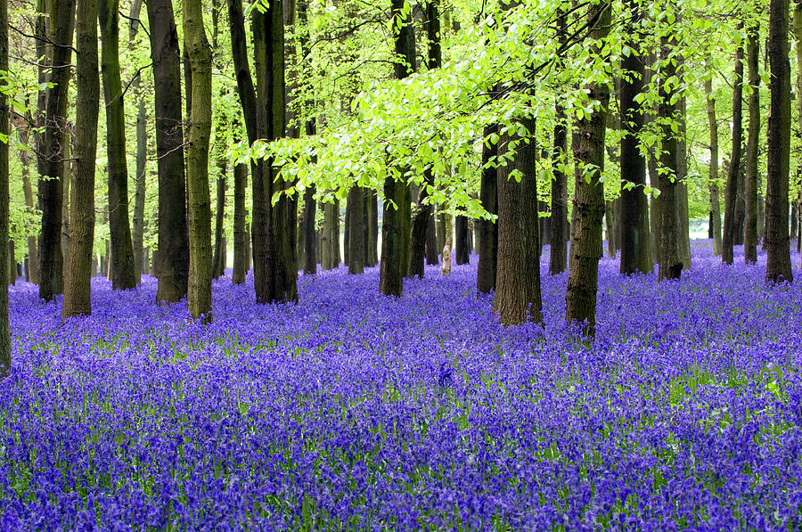 Bluebell Wood Photograph by Grahamheywood