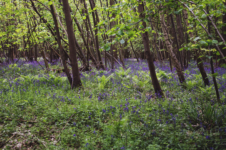 Bluebell Woods Photograph by Pati Photography