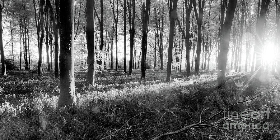 Bluebell woods sunrise in spring black and white Photograph by Simon Bratt