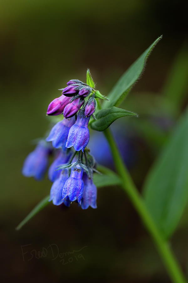 Bluebells 2019 Photograph by Fred Denner