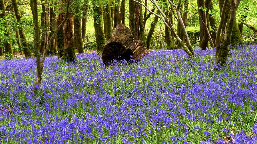 Bluebells And A Big Log Photograph by Ocean View Photography