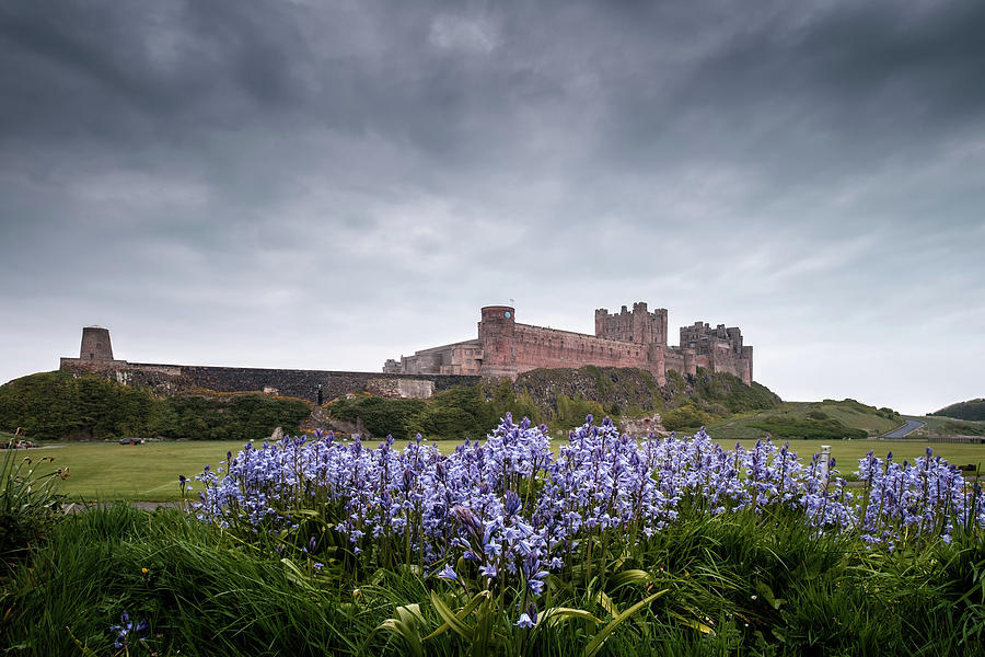 Bluebells and Bamburgh Castle in Northumberland England Photograph by ...