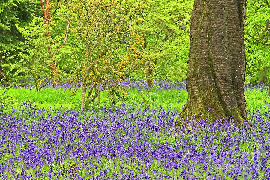 Bluebells and Blossom in Spring Photograph by Martyn Arnold