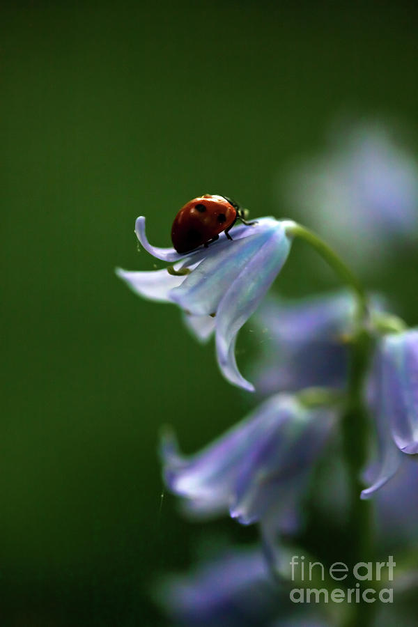Ladybug Photograph - Bluebells and Ladybird by Liz Alderdice