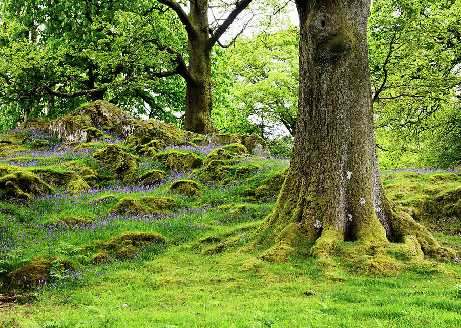 Bluebells and Moss Photograph by Nicholas Blackwell