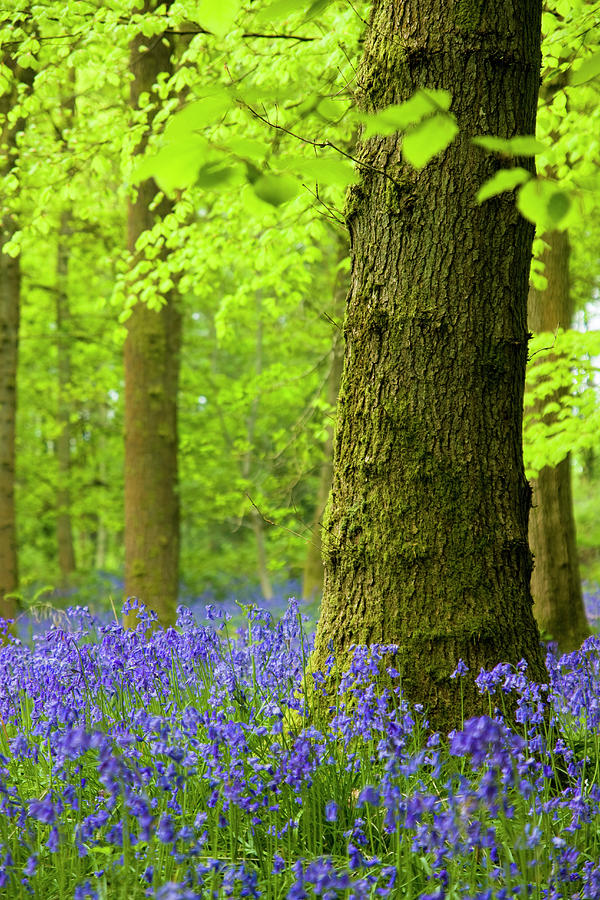 Bluebells And Tree Photograph by Marksaundersphotography.com