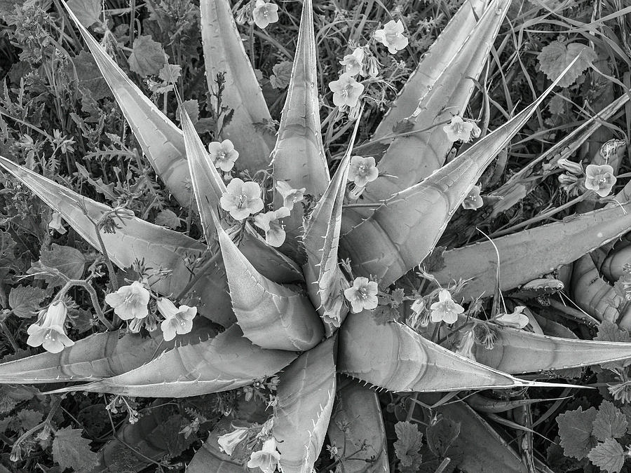 Bluebells Blossoming On Agave Photograph by Tim Fitzharris