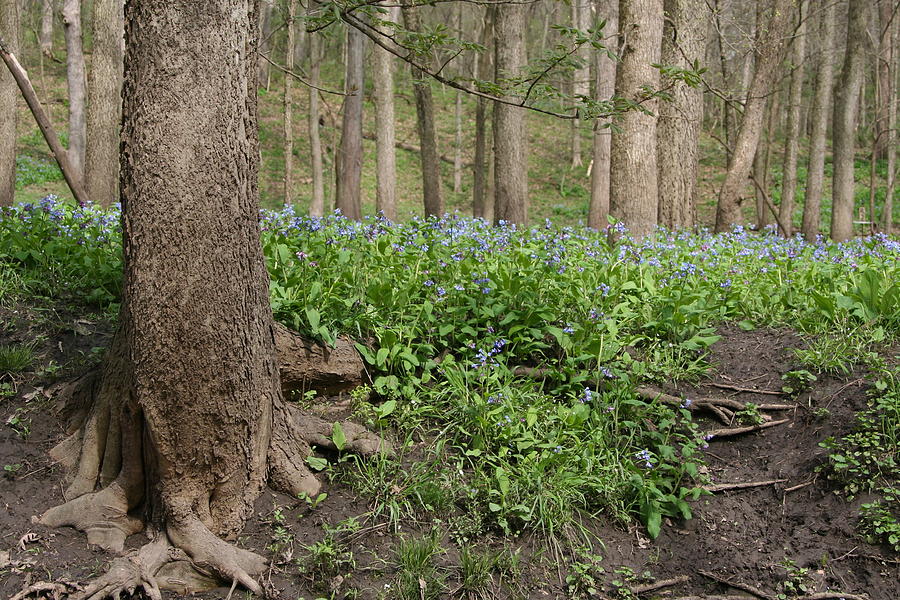 Bluebells Cross by Dylan Punke Bluebells Cross by Dylan Punke