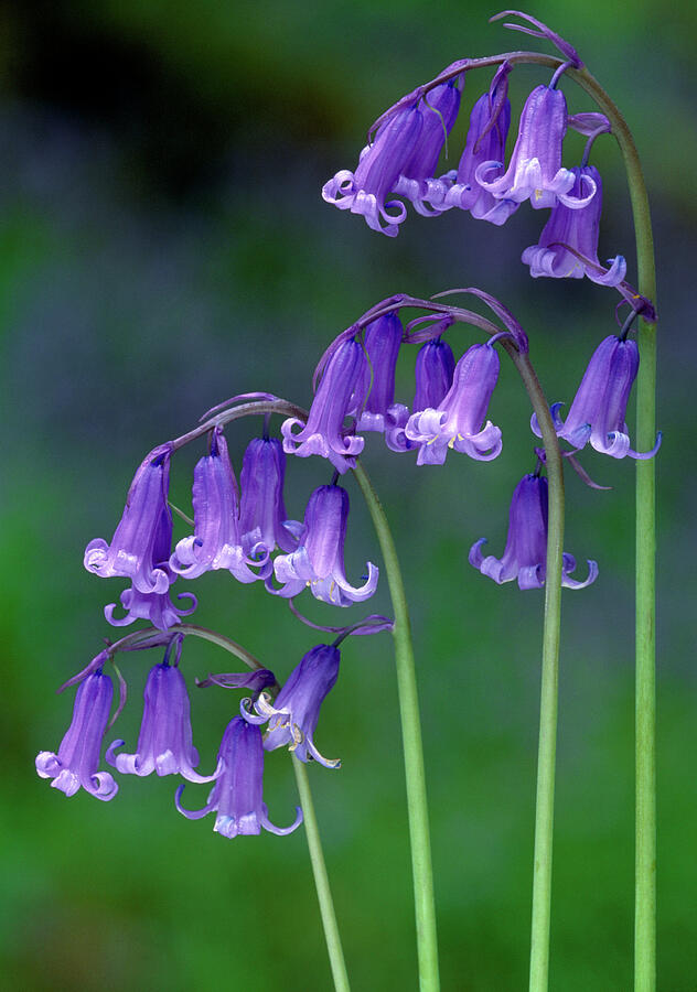 Bluebells Flowering, Perthshire, Scotland Photograph by Laurie Campbell