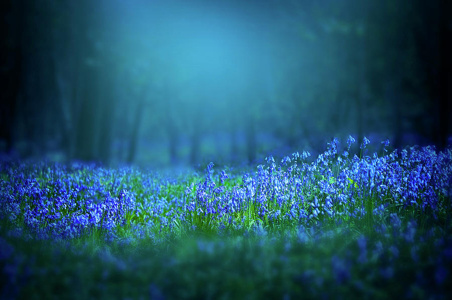Bluebells flowers Photograph by Svetlana Sewell