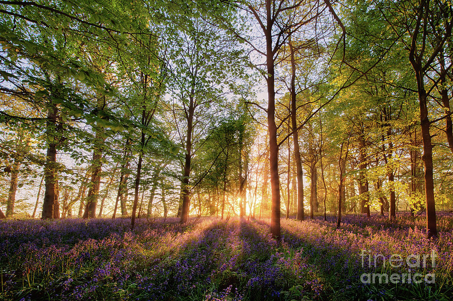Bluebells forest at sunrise in English landscape  Photograph by Simon Bratt