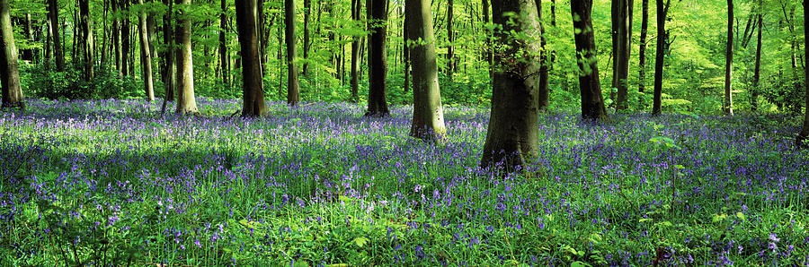 Horizontal Photograph - Bluebells In A Forest, Micheldever by Panoramic Images Horizontal Photograph - Bluebells In A Forest, Micheldever by Panoramic Images