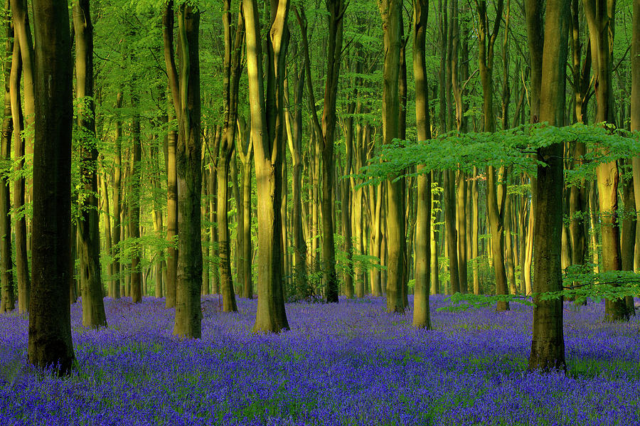 Bluebells In Sunlight Photograph by Paul Whiting