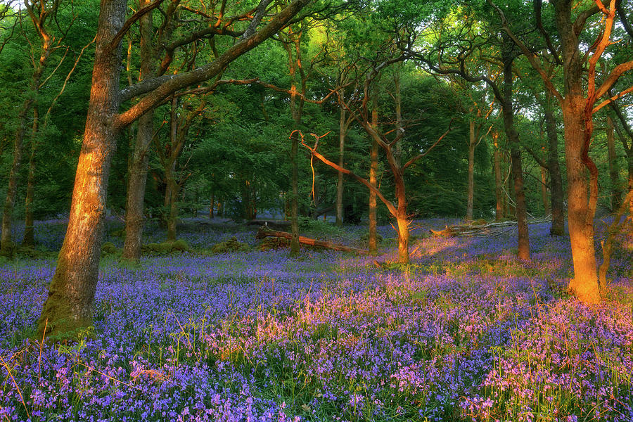 Bluebells In The Woods Digital Art by Fortunato Gatto