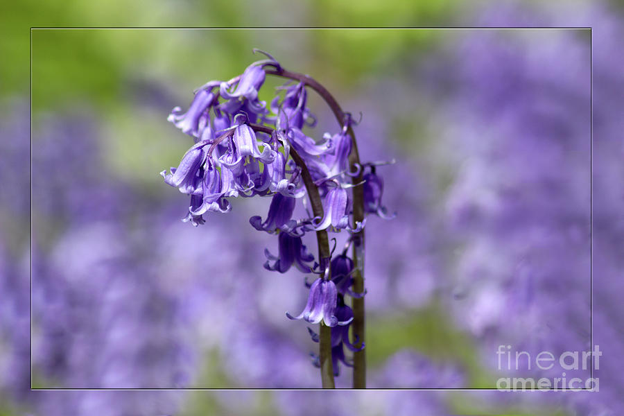 Bluebells Photograph by Lynn Bolt