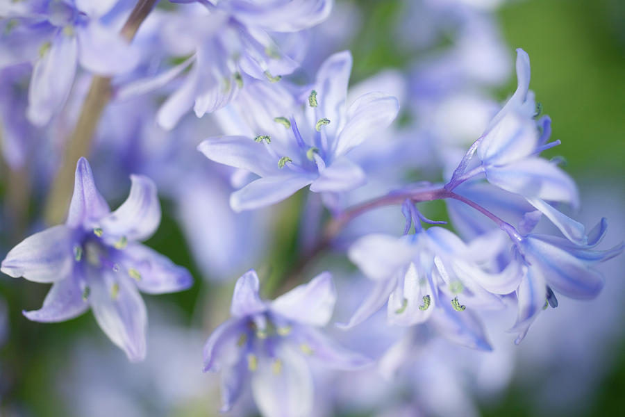 Bluebells Photograph by Nick Dolding