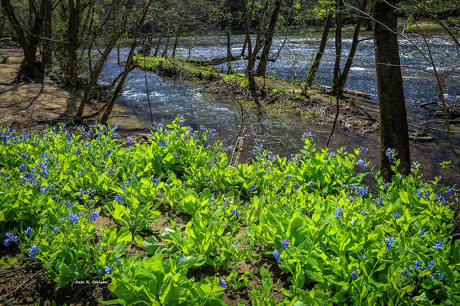 Bluebells on the Clinch by Dale R Carlson Bluebells on the Clinch by Dale R Carlson