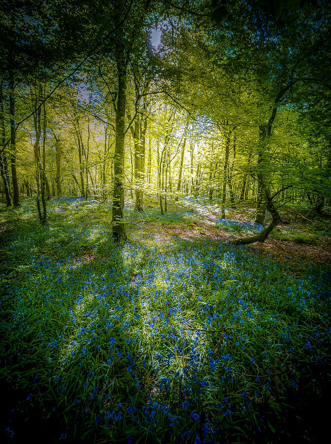Tree Photograph - Bluebells On The Forest Floor by Lee Kershaw