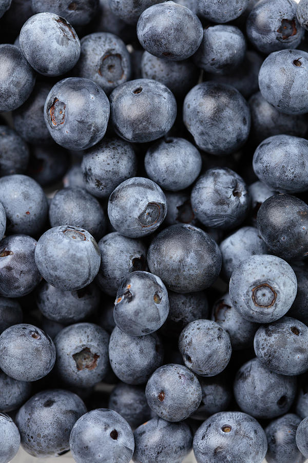 Blueberries Photograph by David Freund