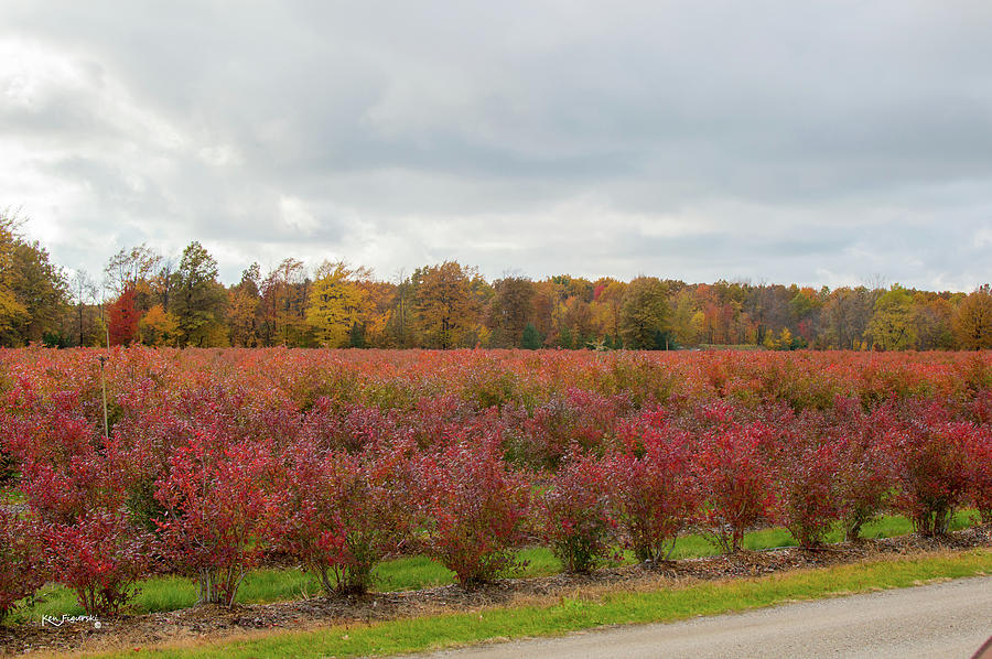 Blueberries In Autumn Photograph by Ken Figurski