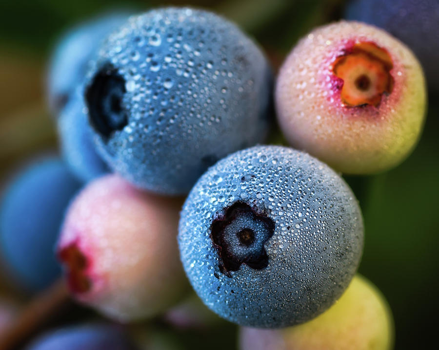 Blueberries in Morning Dew Photograph by James Barber