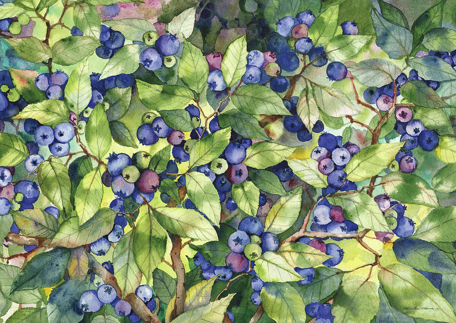 Blueberry Drawing - Blueberries by Kathleen Parr Mckenna