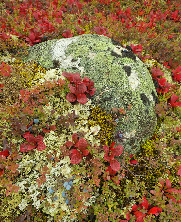 Blueberries, Lichens, Tundra In Fall Photograph by Eastcott Momatiuk