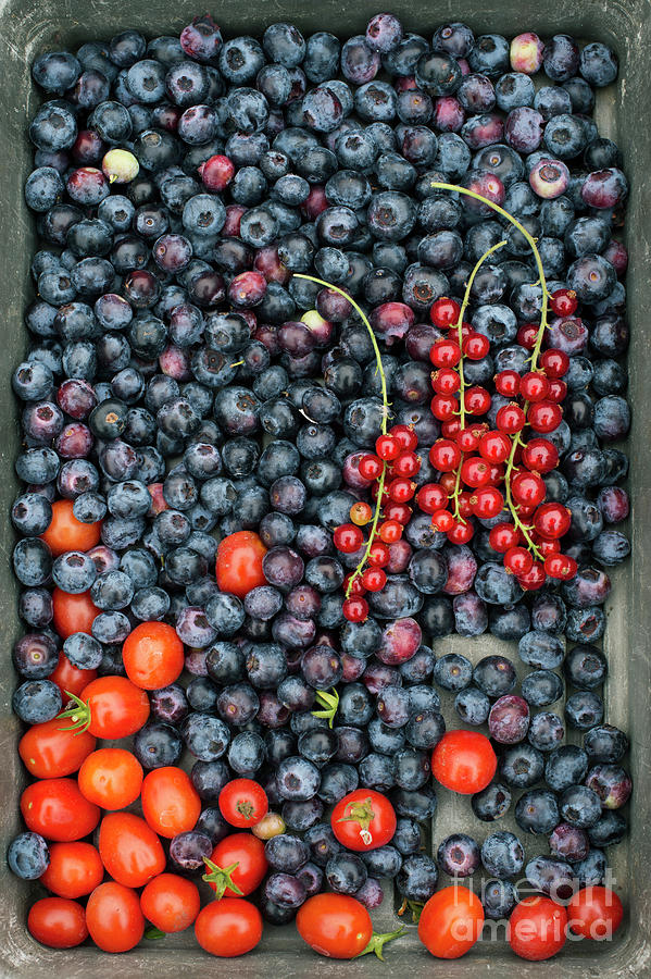 Blueberries Redcurrants and Tomatoes Photograph by Tim Gainey