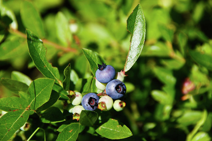 Blueberries Photograph by Rockybranch Dreams