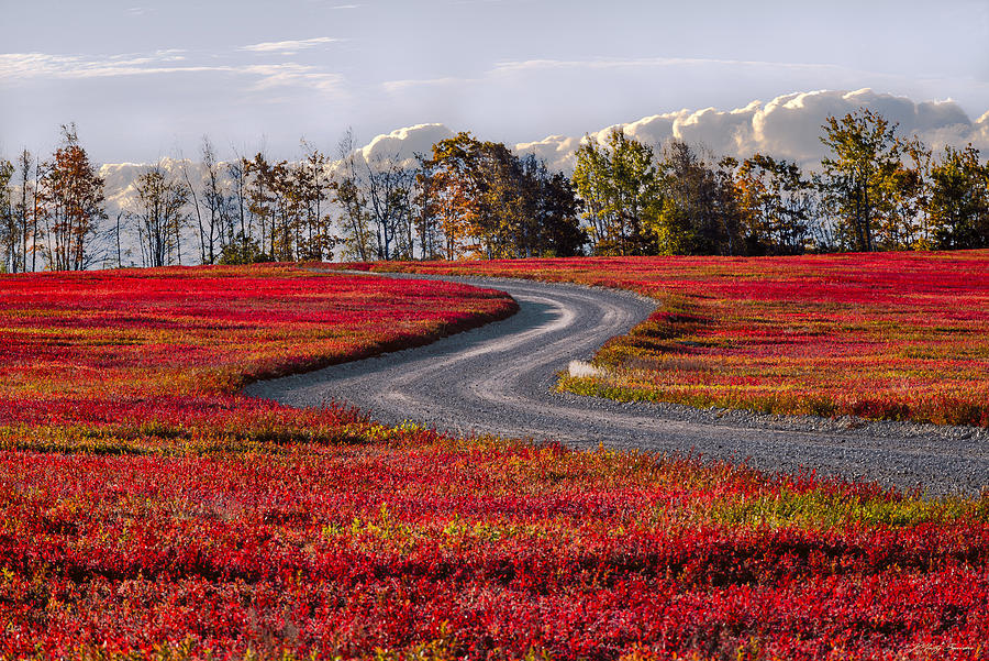 Blueberry Barrens 1 Photograph by Marty Saccone