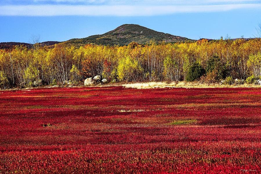 Blueberry Barrens 2 Photograph by Marty Saccone