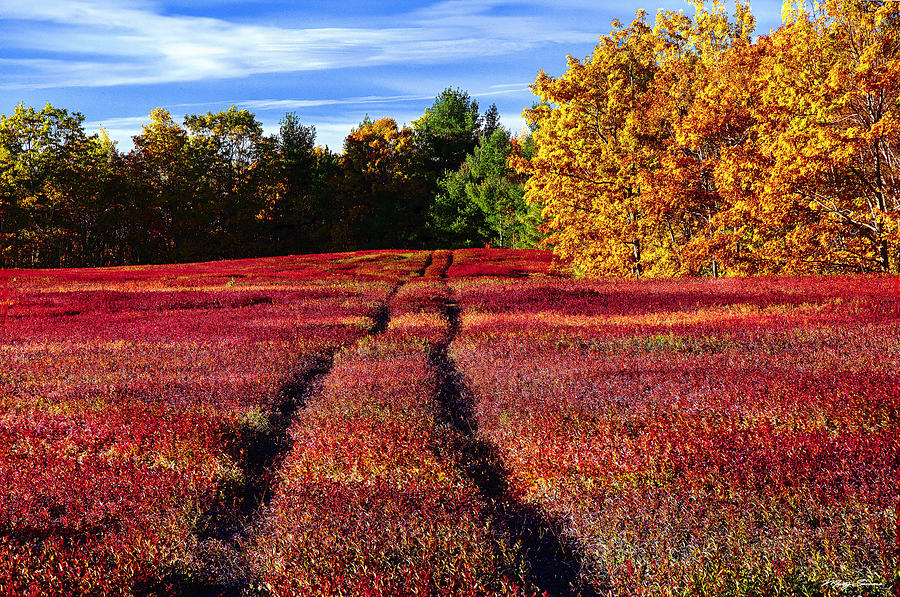 Blueberry Barrens 3 Photograph by Marty Saccone