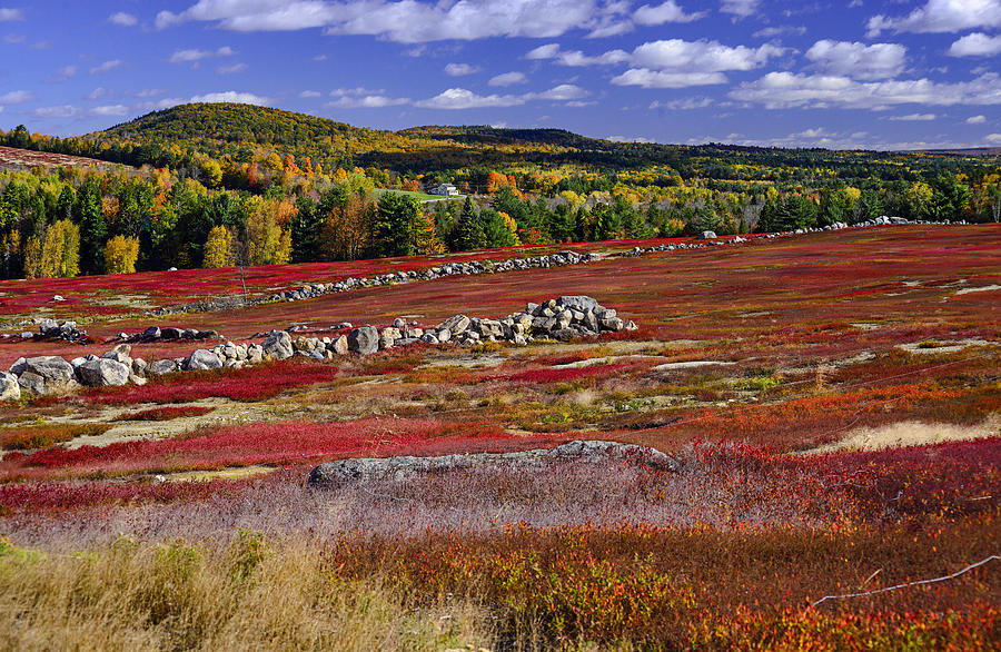 Fall Photograph - Blueberry Barrens 5 by Marty Saccone