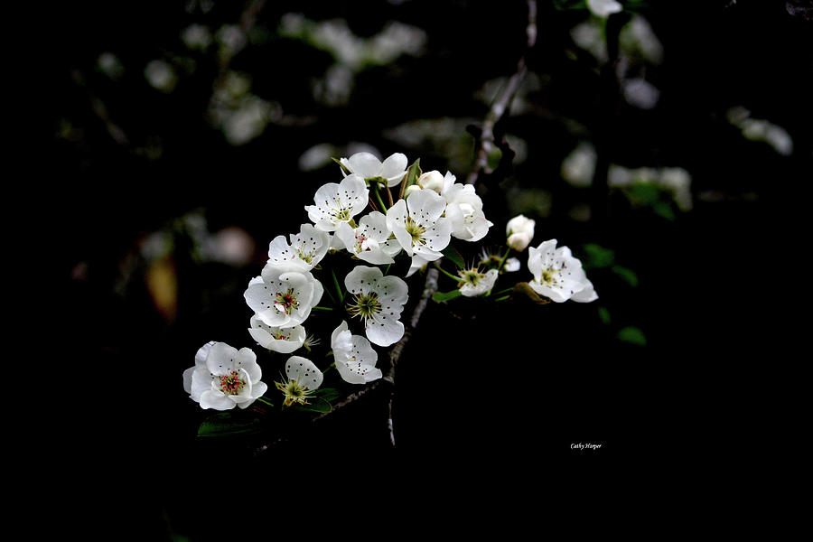 Flower Photograph - Blueberry Blooms in Spring by Cathy Harper