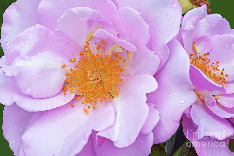 Pink Rose and Daisy Floral by Regina Geoghan