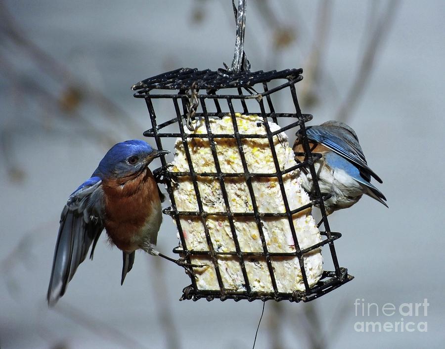 Bluebird 43 by Lizi Beard-Ward Bluebird 43 by Lizi Beard-Ward