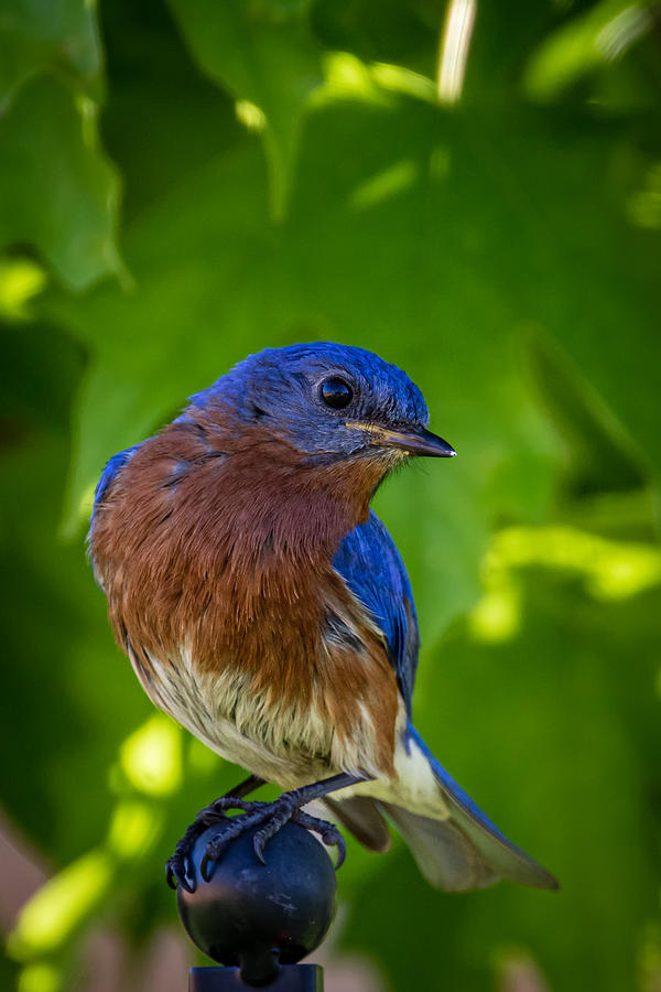 Bluebird near Springfield MO Photograph by Allin Sorenson