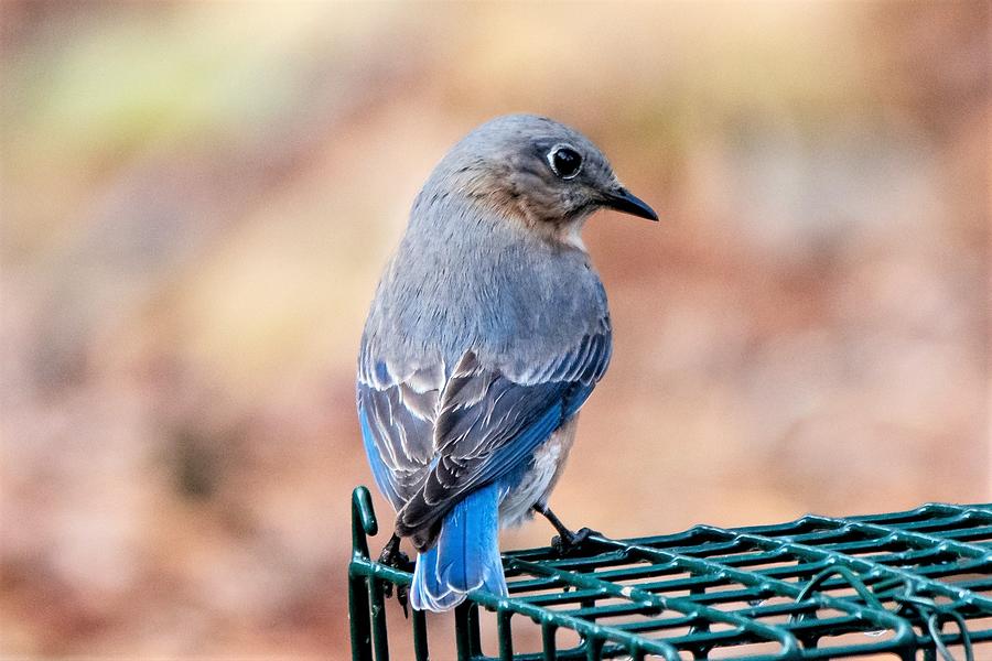 Bluebird Photograph - Bluebird and Bokeh by Mary Ann Artz