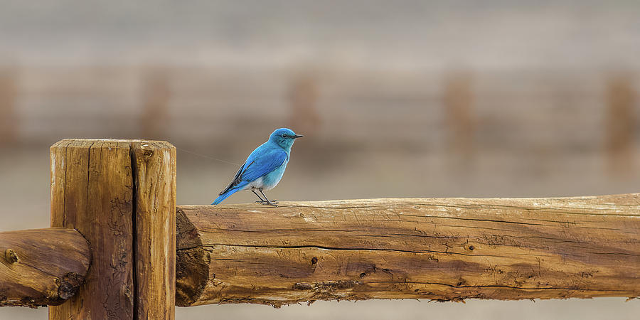 Bluebird At Sundown On The Ranch Photograph by Yeates Photography