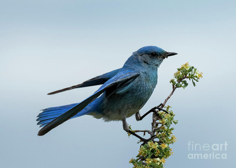 Bluebird Balance Photograph by Michael Dawson