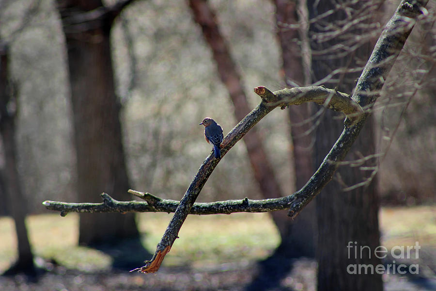 Bluebird, Bluebird, Sing to Me Photograph by Karen Adams