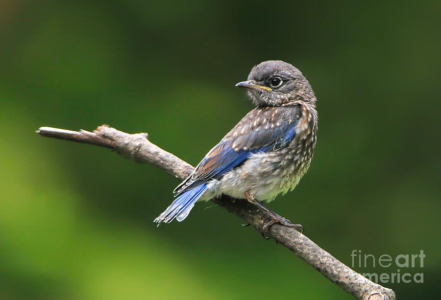 Bluebird Fledgling Photograph by Tina LeCour